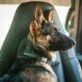 Shane Latham pet photo